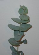 :  > Blahovi�n�k, eukalyptus (Eucalyptus globulus)