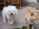 :  > Bolo�sk� ps�k (Bolognese)