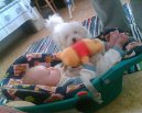 Fotky: Bolo�sk� ps�k (foto, obrazky)