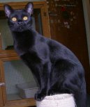 :  > Bombajsk� ko�ka (Bombay cat)