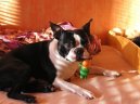Bostonsk� teri�r