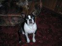 :  > Bostonsk� teri�r (Boston Terrier)
