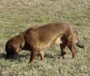 :  > Brak�� jezev��kovit� (Alpine Dachsbracke)