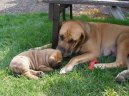 :  > Brazilsk� fila (Fila Brasileiro)