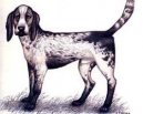 :  > Brazilsk� honi� (Rastreador Brasileiro)