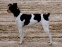 :  > Brazilsk� teri�r (Brasilian Terrier, Terrier Brasilerio)