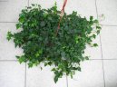 B�e�an pop�nav�