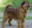 Bruselsk� grifonek