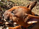 Bulteri�r (Bullteri�r)