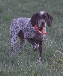 :  > Burbonsk� oha� (Braque du Bourbonnais, Bourbonnais Pointing Dog)