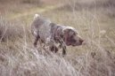 :  > Burgosk� perdiquero (Perdiquero de Burgos, Burgos Pointing Dog)