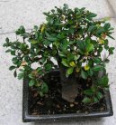 :  > Buxus harlandii, buxus microphylla sinica, Zimostr�z (Buxus harlandii, buxus microphylla sinica)