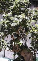 :  > �aj fuki (Carmona Microphylla)