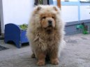 :  > �au-�au (Chow Chow)