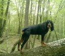 :  > �erno-t��slov� coonhound (Black and Tan Coonhound)
