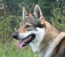 �eskoslovensk� vl��k
