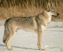 �eskoslovensk� vl��k