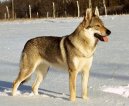 :  > �eskoslovensk� vl��k (Czechoslovakian wolfdog)