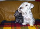 :  > �esk� teri�r (Czech Terrier)