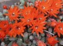 Chamecereus