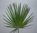 Pokojov� rostliny:  > �umara (Chamaerops humilis)