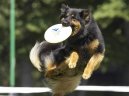 :  > Chodsk� pes (N�rodn� plemeno CP)