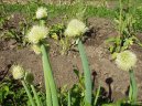 Cibule zimn� - se�ka