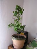:  > Citron�k (Citrus)
