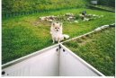 �ivava