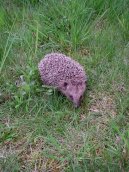 :  > Co ud�lat pro nalezen�ho je�ka? (Poran�n� voln� �ij�c� zv��ata)