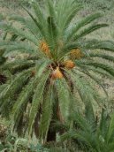 Datlov� palma, finik, datlovn�k