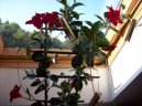 :  > Diplad�nie (Dipladenia)