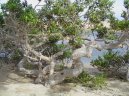 D�ibucko