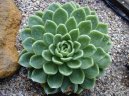 Echev�rie, du�natka