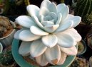 Echev�rie, du�natka