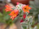 Echev�rie, du�natka