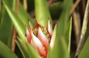 Fotky: �chmea (foto, obrazky)