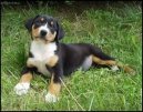 Entlebuchsk� sala�nick� pes