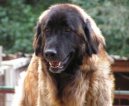 Estrelsk� pasteveck� pes