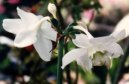 Eucharis, l�benka