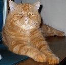 :  > Exotick� kr�tkosrst� ko�ka (Exotic Shorthair Cat)