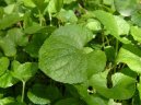 Fialka (violka) Vonn�