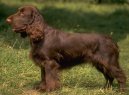 :  > Field �pan�l (Field Spaniel)