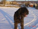 Flandersk� bouvier