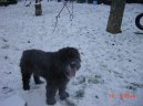 Flandersk� bouvier