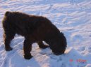 :  > Flandersk� bouvier (Bouvier des Flandres)
