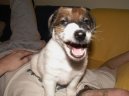 :  > Foxteri�r hladkosrst� (Fox Terrier Smooth)