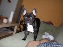 Fotky: Francouzsk� buldo�ek (foto, obrazky)
