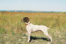 :  > Francouzsk� oha� kr�tkosrst�, pyrenejsk�ho typu (French Pointing Dog - Pyrenean type)