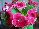 Glox�nie